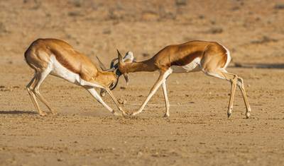 Central Kalahari Game Reserve and Okavango Delta Exploration 7 Days /6Nights — 3