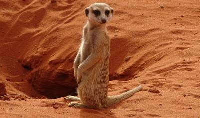 Central Kalahari Game Reserve and Okavango Delta Exploration 7 Days /6Nights — 4
