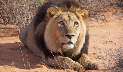 Central Kalahari Game Reserve and Okavango Delta Exploration 7 Days /6Nights — 5