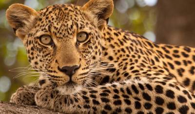 Kruger, Delta, Chobe & Cataratas - 14 dias — 5