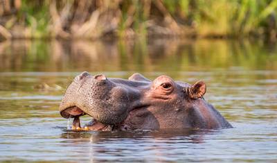 Falls & Okavango Wilderness Discovery - 9 Days — 4
