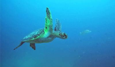 Galapagos: Ścieżka Rekinów — 4