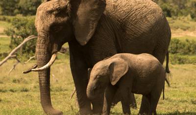 1-Day Ol Pejeta Conservancy Safari — 3