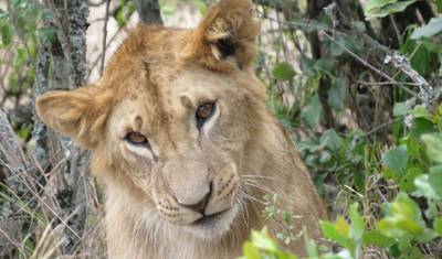 1-Day Ol Pejeta Conservancy Safari — 5