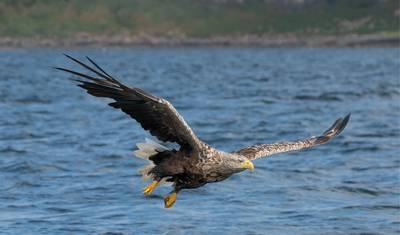 Wild Scotland Express (Hotel) - 5 days — 2