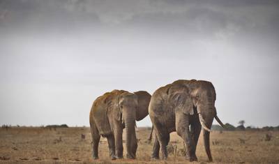Safari de 3 Dias em Tsavo East Partindo de Mombasa — 2
