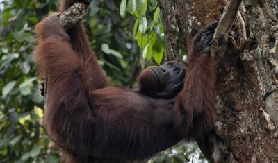 Sarawak Secrets with Santubong Mangrove Cruise — 2