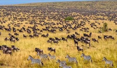 4 Days Masai Mara Game Reserve — 2