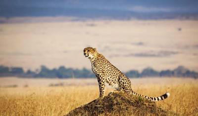 4 Days Masai Mara Game Reserve — 3