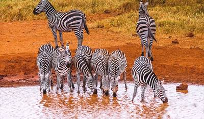 4 Days Masai Mara Game Reserve — 4
