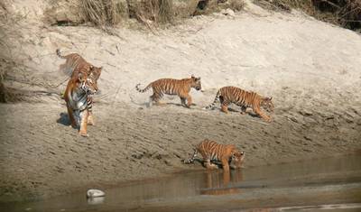 Bardiya National Park: Jungle Safari — 2