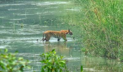 Bardiya National Park: Jungle Safari — 3