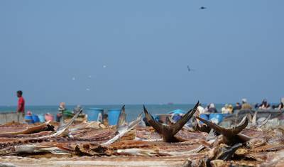 Sri Lanka – 8 Days Temples Safari Beach Lifetime Experience — 3