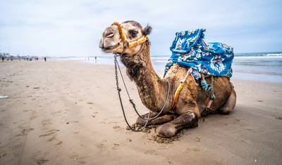 Excursão de um dia de Sandboard de Marraquexe para Agadir — 5