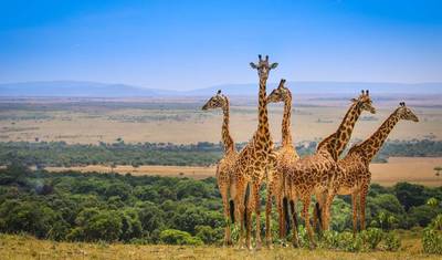 Tanzania 5  Days - Unique Wildlife Experiences — 4
