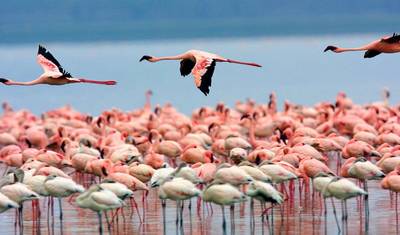 Tanzania 5  Days - Unique Wildlife Experiences — 5