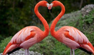 Tanzania 5  Days - Unique Wildlife Experiences — 2