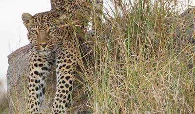 Tanzania Premium Luxury Safari — 4