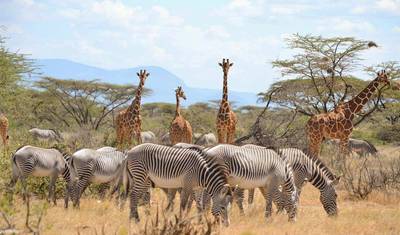 Tanzania Premium Luxury Safari — 5