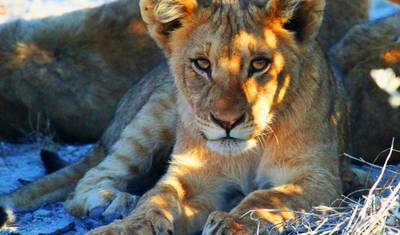 Tanzania Premium Luxury Safari — 2