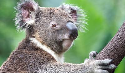 Odkrywca z Sydney do Cairns - 14 dni — 5