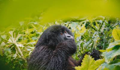 04 Days Unforgettable Rwanda Gorilla Trekking Journey — 3
