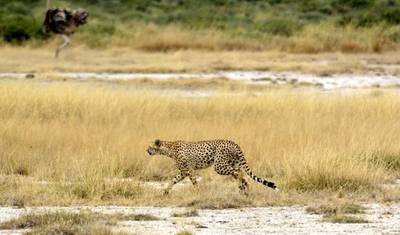 10-dniowe luksusowe safari „Wielka Piątka” w Tanzanii, wycieczka kulturowa i wycieczka na plażę Zanzibaru (lot lokalny) — 2