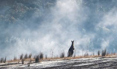Destaques da Austrália, Nova Zelândia e Fiji em 21 Dias — 4