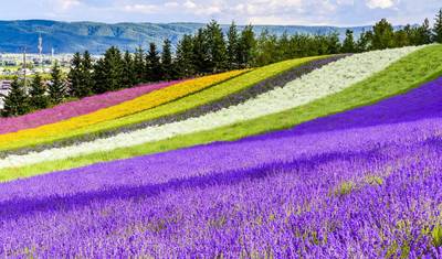 6日間 北海道 花のシンフォニー巡りツアー（プライベートガイド＆ドライバー付き）夏のベストシーズンは6月から8月です。 — 2