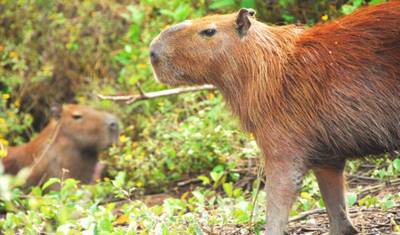 11 Day Hidden Bolivian Jungle Expeditions — 3
