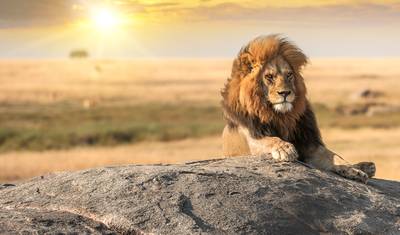Z Arushy 4 dni safari po sawannie do krateru: Serengeti i Ngorongoro Safari Trip — 3