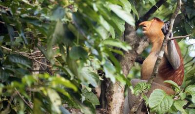 Borneo bokeh: Em um safári fotográfico nas florestas de Sarawak e Sabah — 4