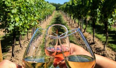 Degustação de Vinhos e Escapada para Vinhedos perto de Tirana — 2