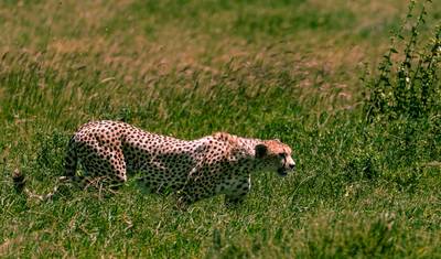 De Arusha: 6 dias de Aventura Icónica de Safari na Tanzânia: Da Savana à Cratera: Serengeti, Parque Nacional do Lago Manyara — 3