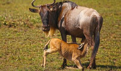 Z Arushy 6-dniowa podróż przez jeziora, sawanny i kratery: Ikony Tanzanii – Jezioro Natron, wycieczka safari po Serengeti — 2