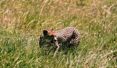 Z Arushy 6-dniowa podróż przez jeziora, sawanny i kratery: Ikony Tanzanii – Jezioro Natron, wycieczka safari po Serengeti — 5