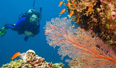 Whitsundays, Reef & Rainforest - 9 أيام — 4