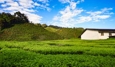 Cameron Highlands Adventure from Kuala Lumpur (Bespoke Private) — 2
