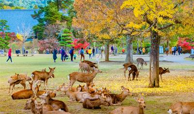 9 Days Deluxe Japan Tour (private guide & driver） — 2