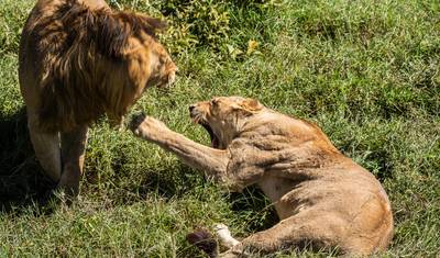De Arusha: 8 dias de Parques Nacionais e Maravilhas Naturais – Lago Natron/Manyara, Reserva de Caça Pololeti, Viagem de Safari no Serengeti — 4