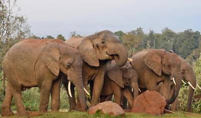 Masai Mara: Wielka Migracja Gnu 4-dniowe safari – Zakwaterowanie średniej klasy — 5