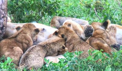 Masai Mara: Wielka Migracja Gnu 4-dniowe safari – Zakwaterowanie średniej klasy — 3