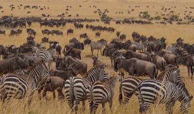 Masai Mara: Wielka Migracja Gnu 4-dniowe safari – Zakwaterowanie średniej klasy — 4