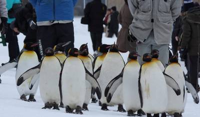 15-Day Wonders of Japan and Hokkaido Tour (private guide & driver） — 5