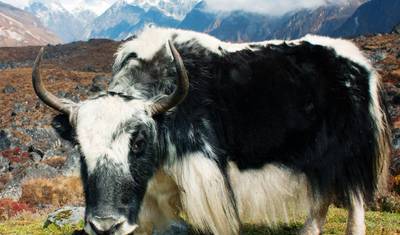 Trek Langtang Gosaikunda — 5