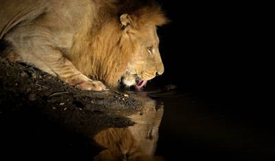 Z Arushy: 14-dniowe kompletne safari po Północnym Obwodzie Serengeti, Jezioro Natron, Jezioro Manyara — 3