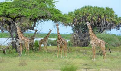 8 dias em Zanzibar: Sonhos na Ilha e Aventura de Safári em Selous — 5