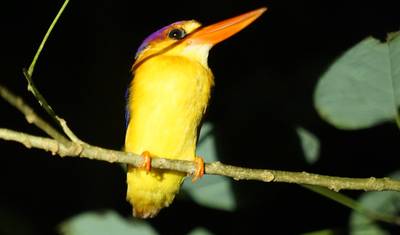 Malaysia Sabah Eco:  Kinabatangan River & Wildlife (Semi Private Custom) — 4
