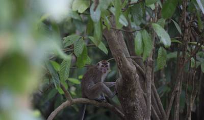 Malaysia Sabah Eco:  Kinabatangan River & Wildlife (Semi Private Custom) — 5
