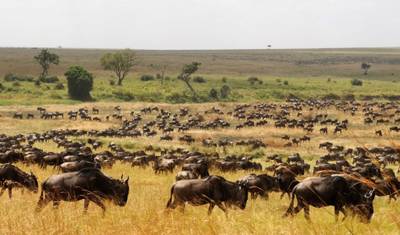 From Zanzibar 11 days A Perfect Blend of Zanzibar's Beaches and Tanzania's Wildlife Serengeti, Lake Natron, Ngorongoro, Tarangire safari trip — 5